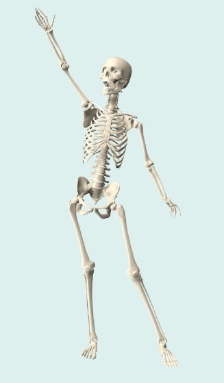 Skeleton-Bones